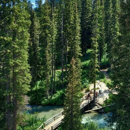 Forests nook