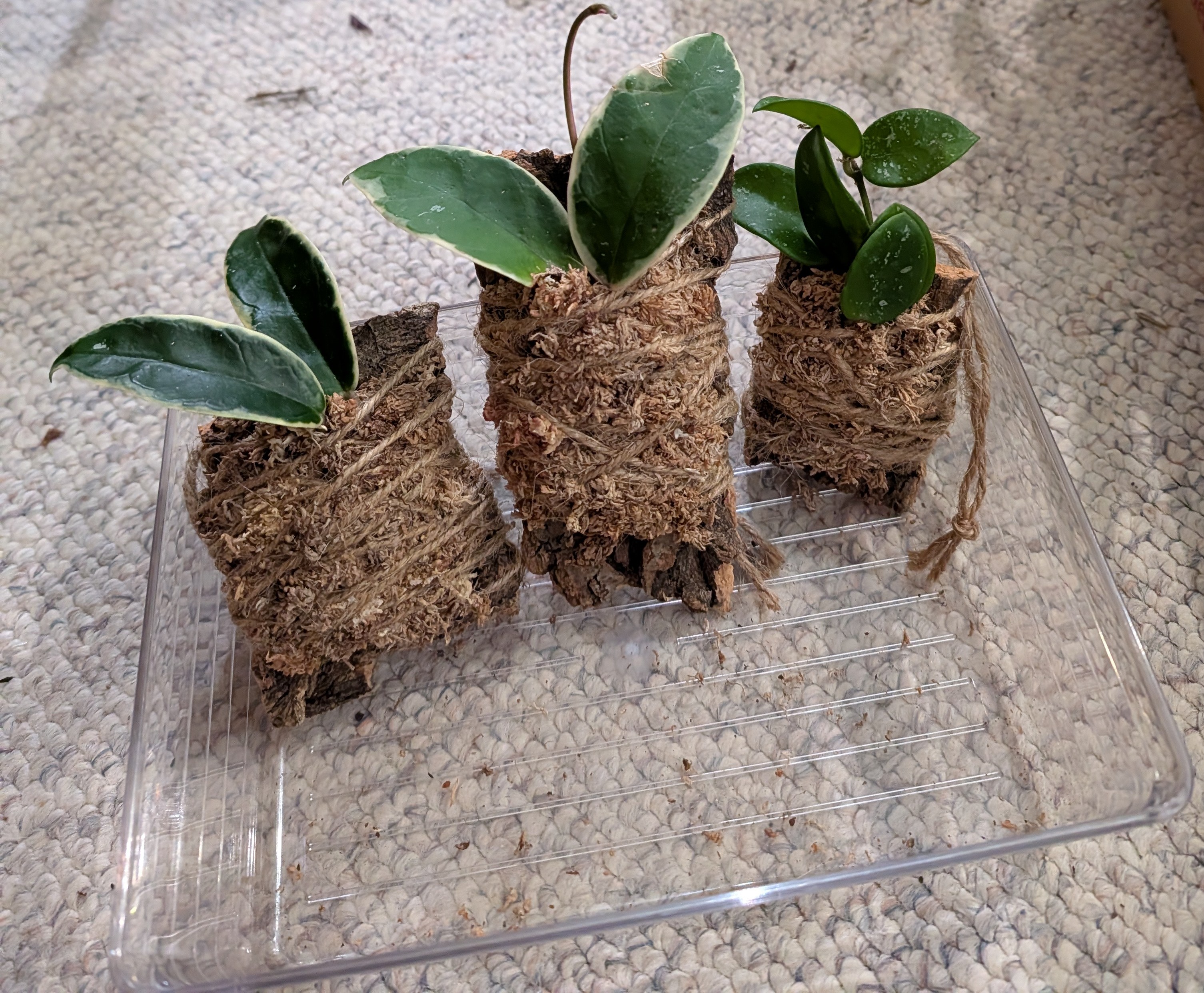 Potted Bliss