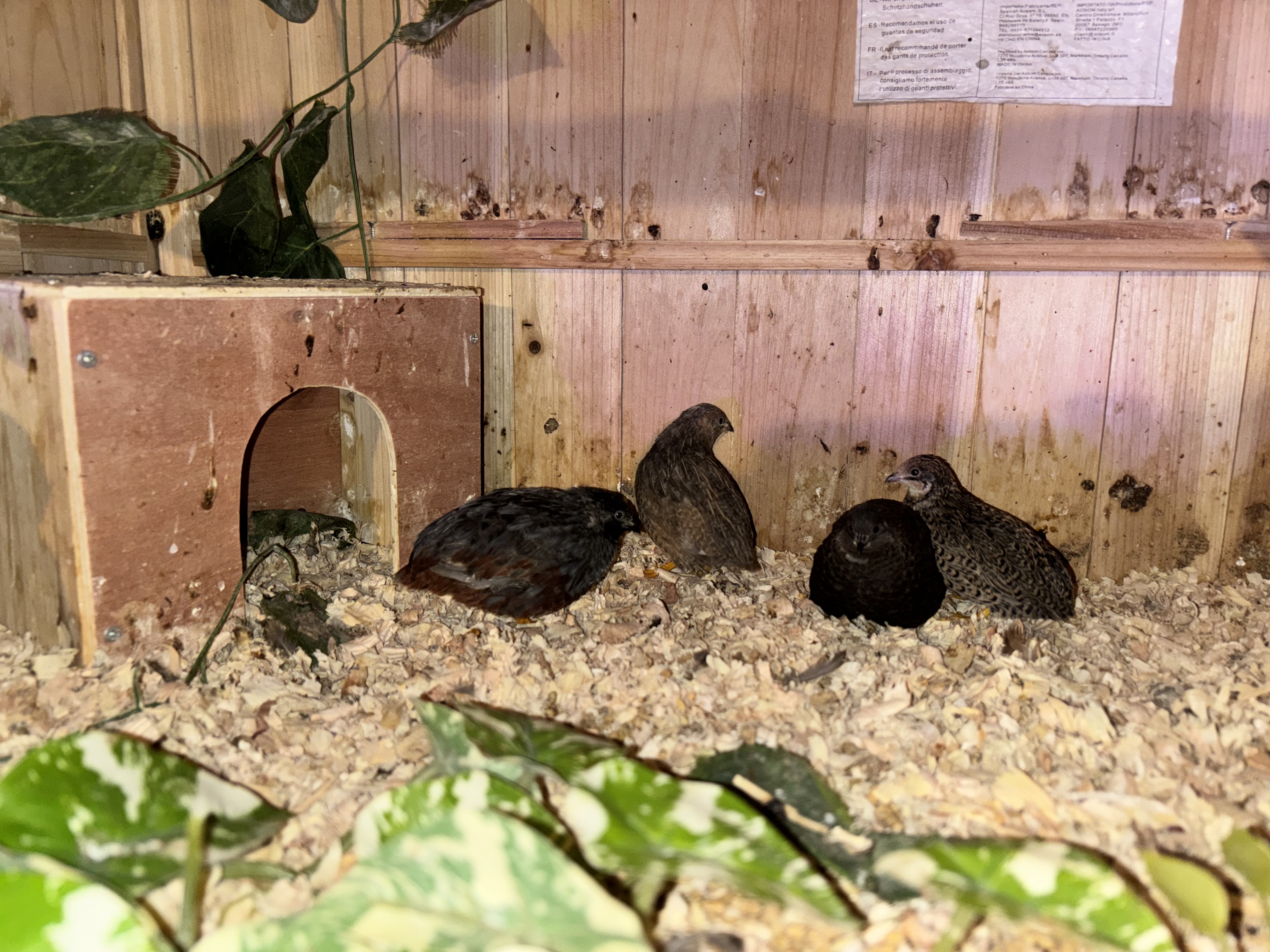 Cluck Around and Find Out Farms