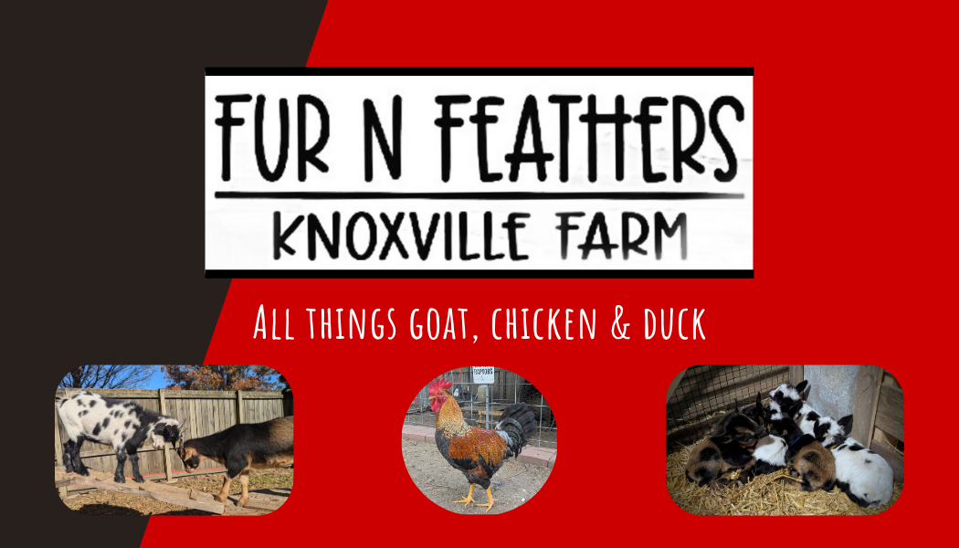Fur n Feathers at Knoxville Farm